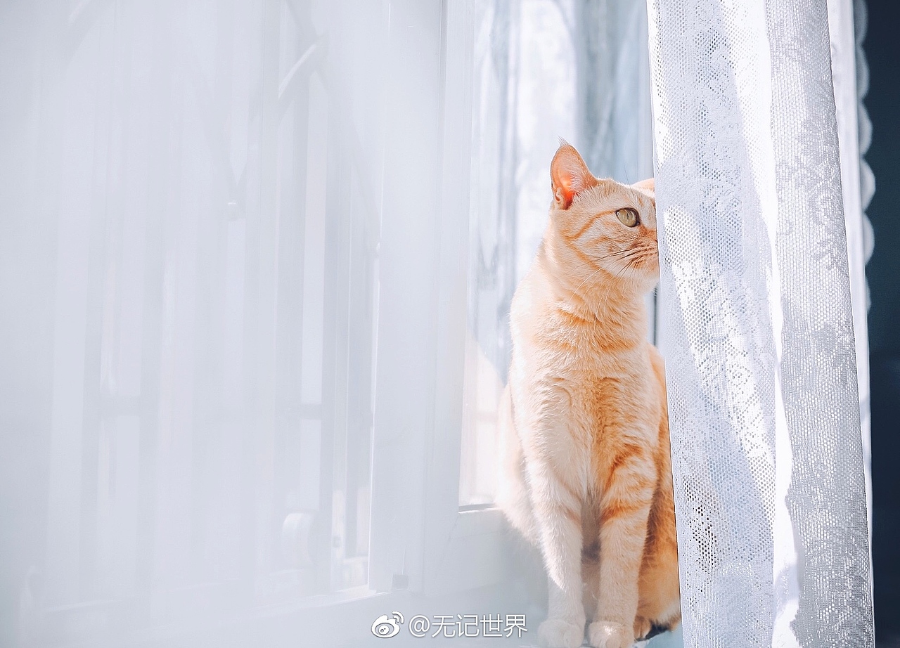 阴天和晴天.我的vikey都陪着我