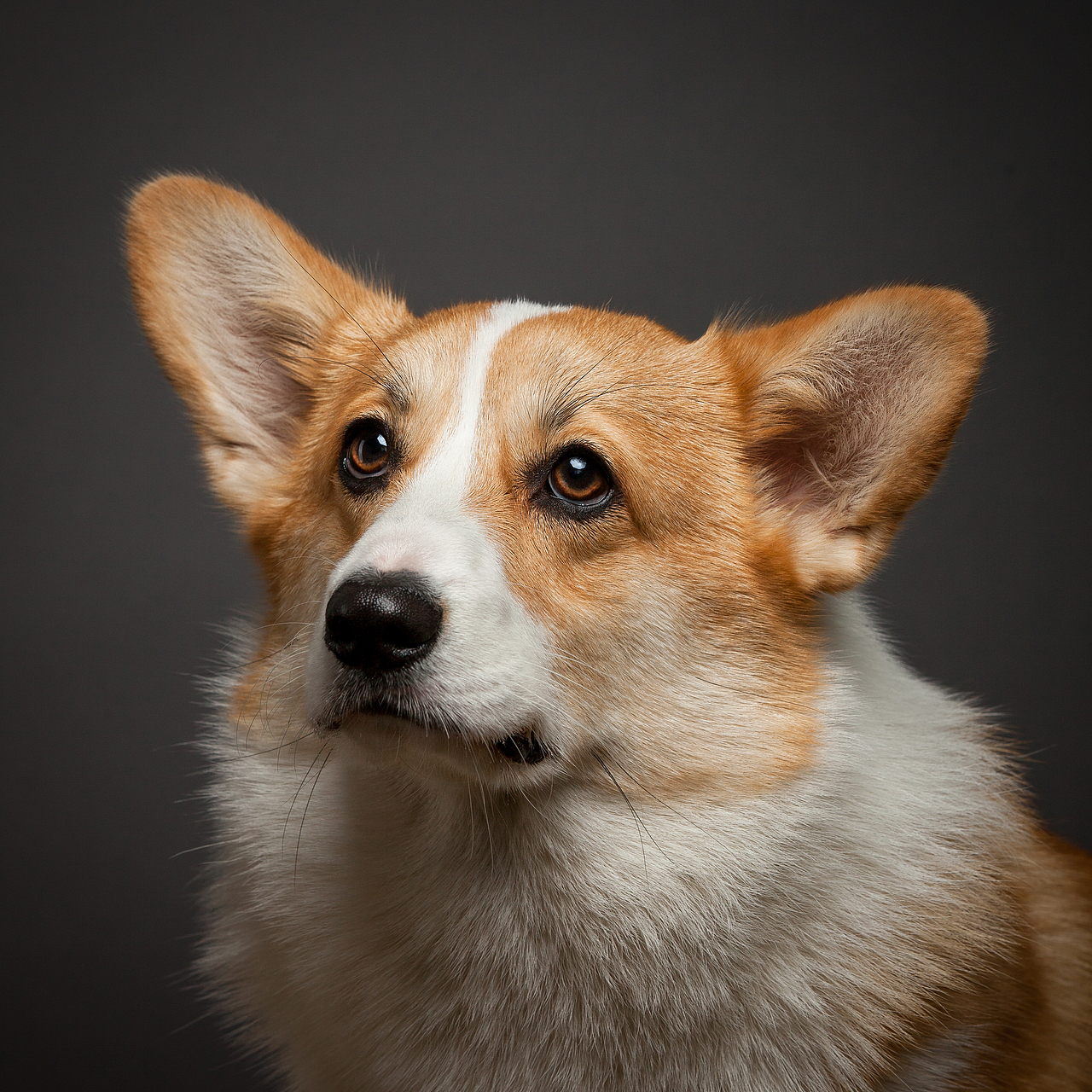 肖像（图ZMjA3MDk1NzA4） - 宠物摄影 - 站酷设计师火锅火锅工作室原创素材 - 站酷ZCOOL