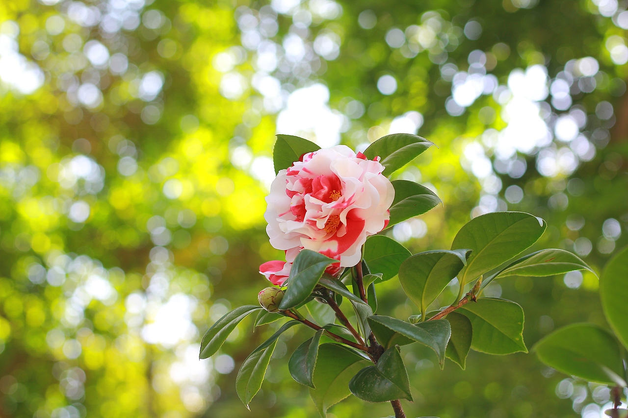 静物摄影 | 茶花,它的名字叫花露珍