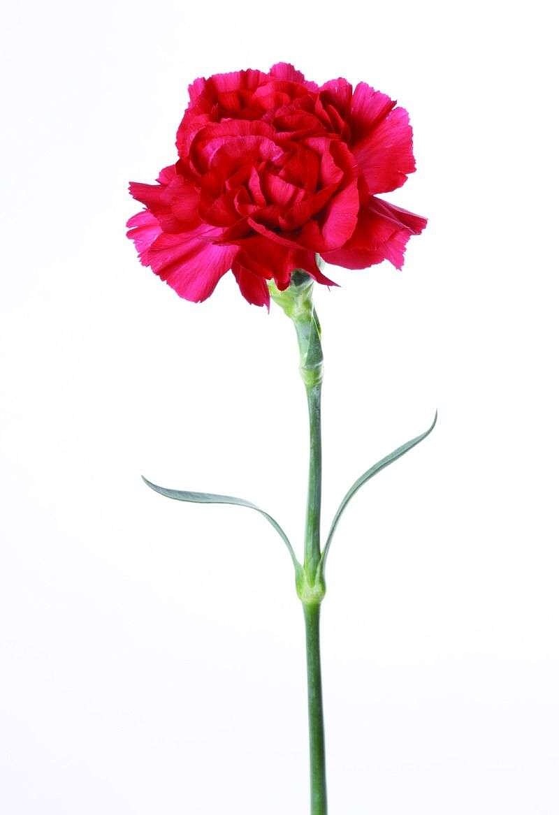 母亲节,彩铅一朵康乃馨