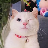 冷画手的头像