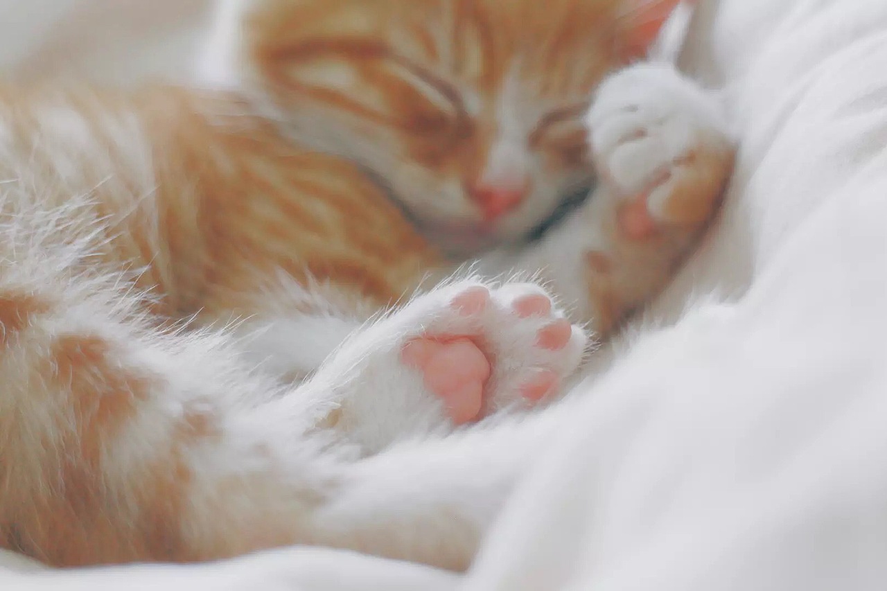 我家有个动物园 / 猫咪篇（图ZMTEyNTIwNTg0） - 宠物摄影 - 站酷设计师歪哎去zz原创素材 - 站酷ZCOOL