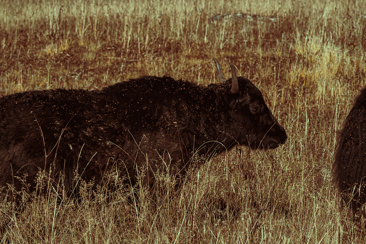 成都-甘孜自治州