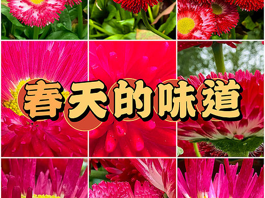 花的浪漫永不过时，慢慢又慢慢，慢慢亦灿灿