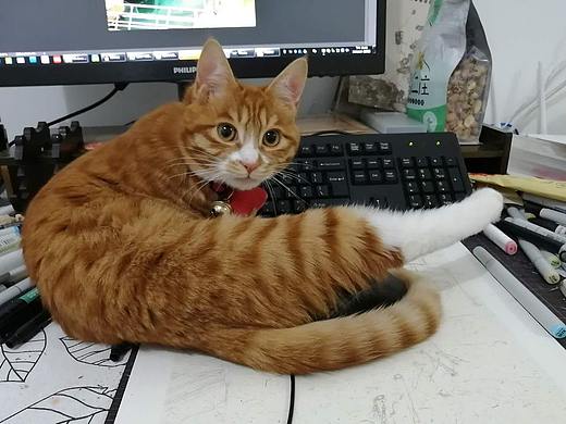 產(chǎn)屎官與鏟屎官（個人主頁-ZNDMwMDA2NDQ=） - 寵物攝影 - 站酷設(shè)計師羔小羊GXY原創(chuàng)素材 - 站酷ZCOOL