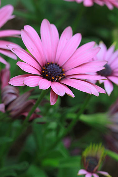 【摄影】那些它－猫－蝶－花（图ZNTkwNDcxMg==） - 风光摄影 - 站酷设计师naza原创素材 - 站酷ZCOOL