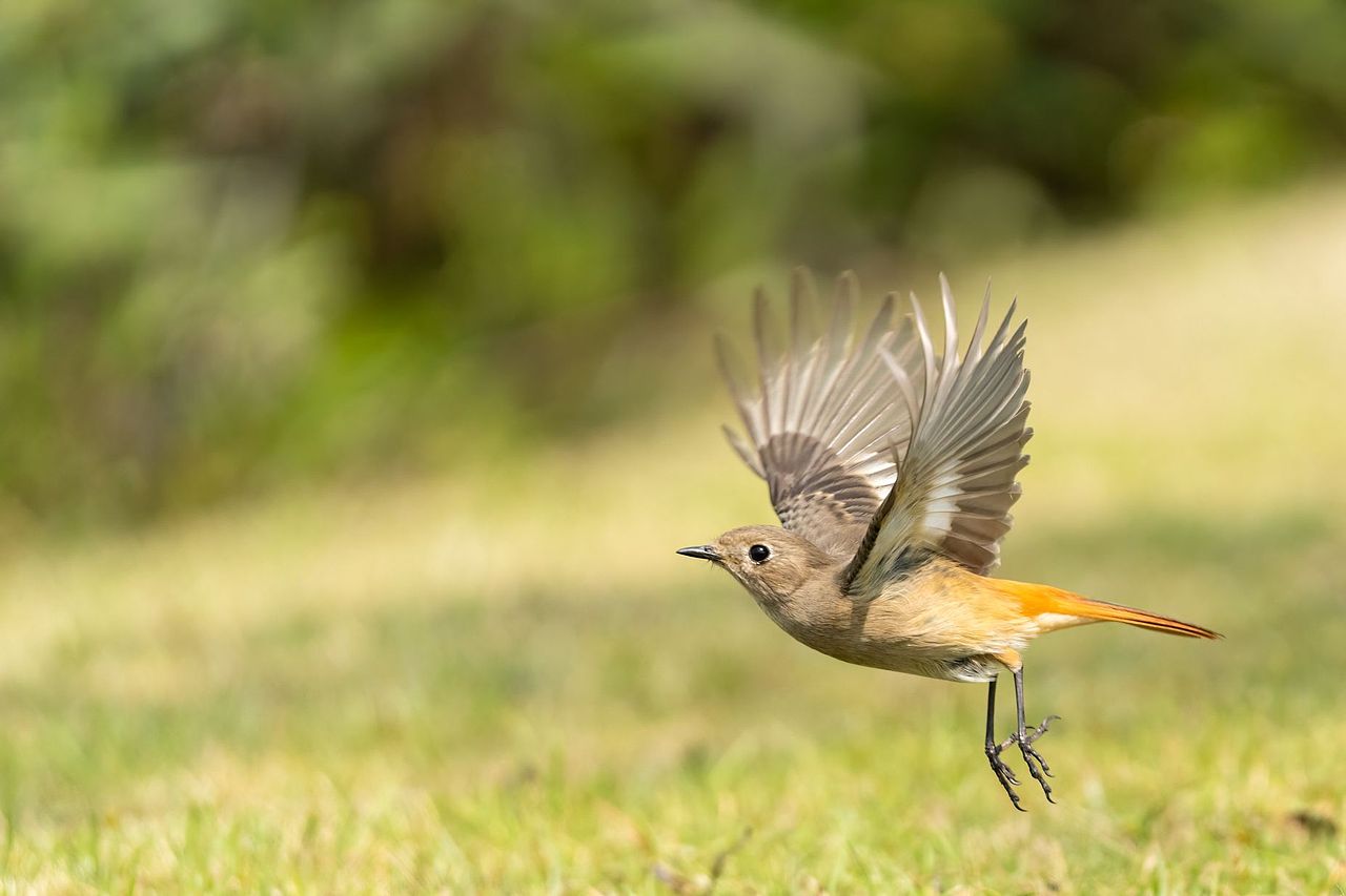 感悟自然·年度观鸟精华