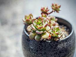 無限打卡計劃 - Day02 APP Botany/植物中英文UI界面