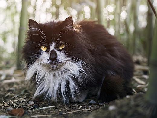 美腻的流浪猫