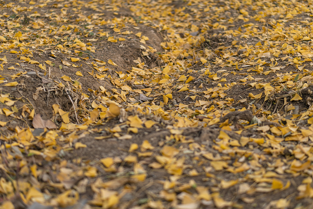 满城秋色的京城（图ZMjM1NjAyNTgw） - 风光摄影 - 站酷设计师小红帽JN原创素材 - 站酷ZCOOL