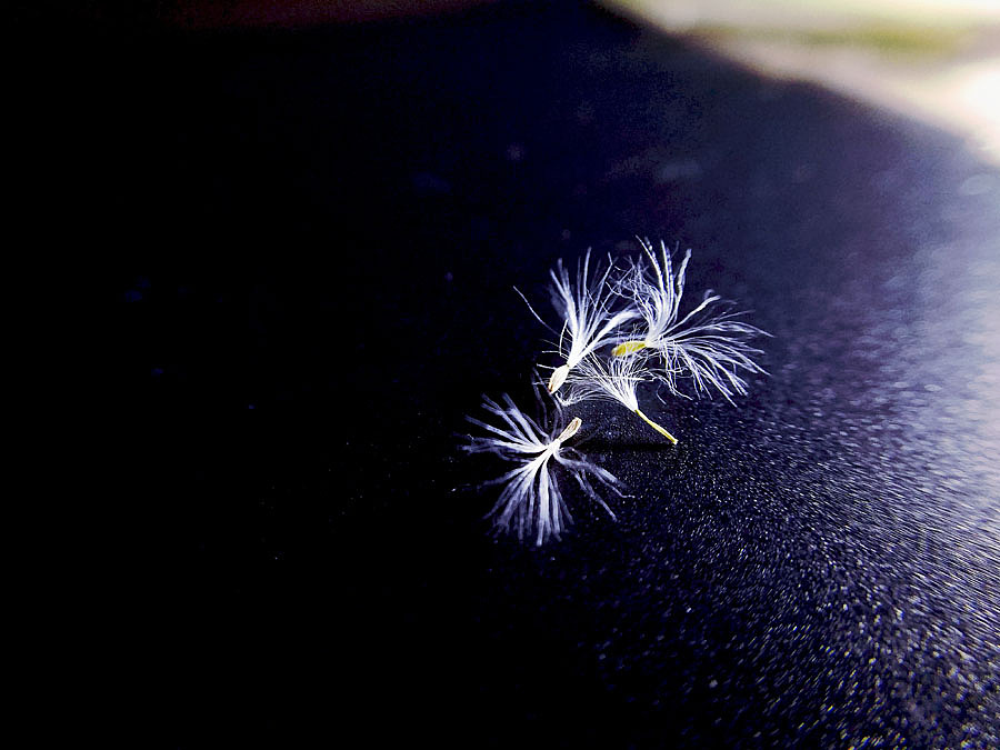 灯光下的野花种子