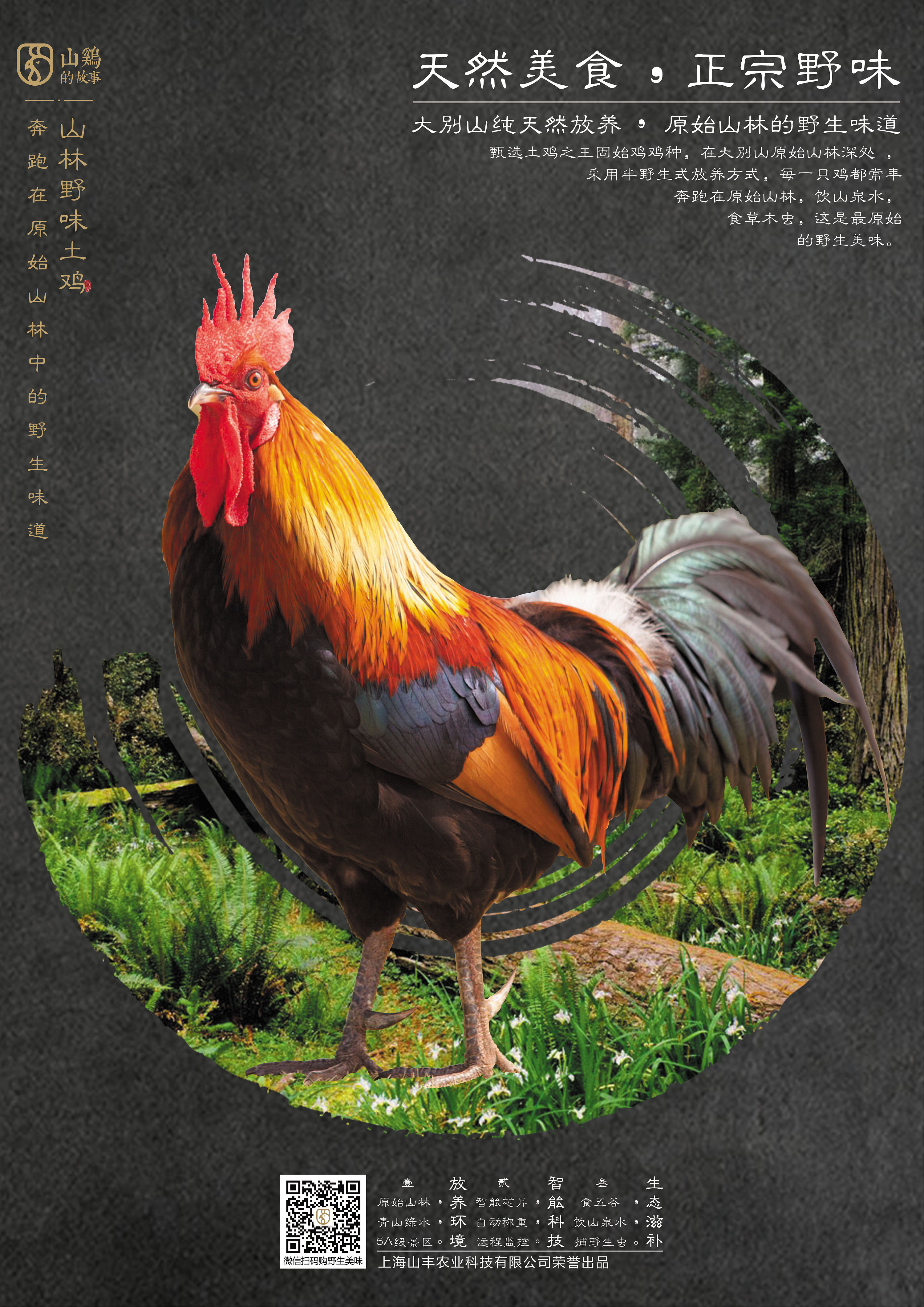 山鸡的故事-宣传海报