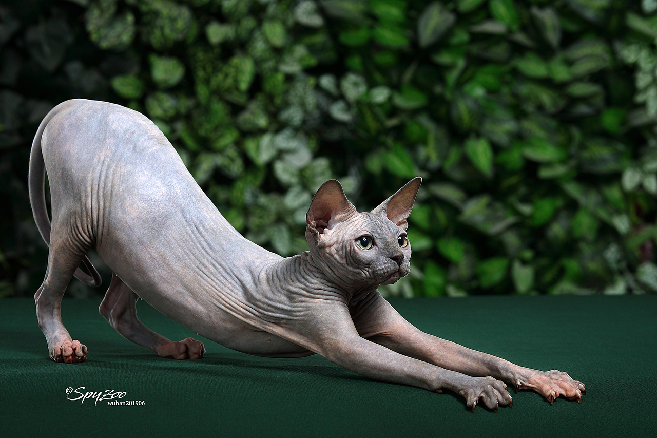 SPYZOO猫赛猫照片之「斯芬克斯无毛猫」（图ZMTY0MDc1NjA0） - 宠物摄影 - 站酷设计师spyzoo原创素材 - 站酷ZCOOL