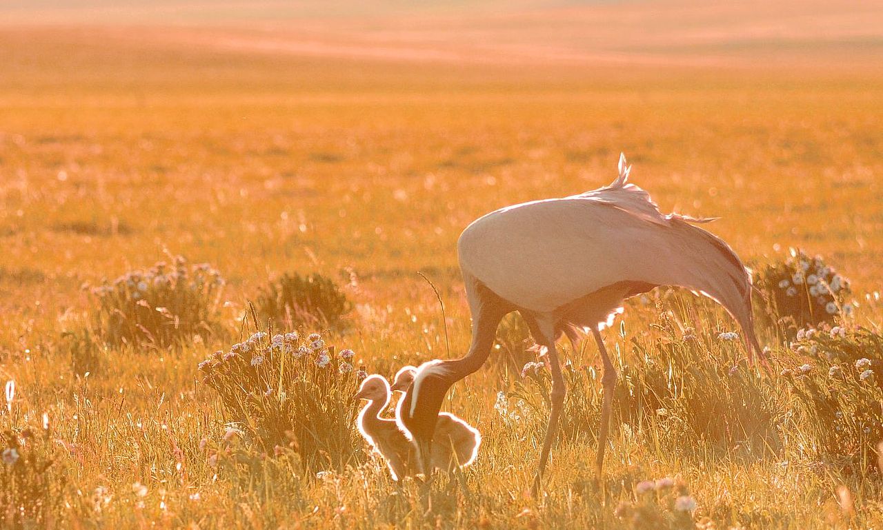 巴彦查干草原蓑羽巴彦查干草原蓑羽鹤鹤
