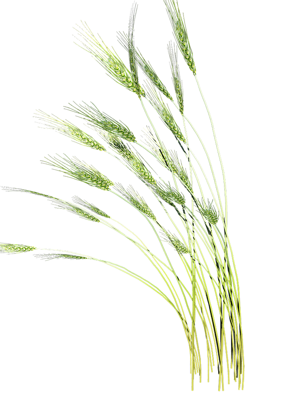 PNG作品 植物 绿叶 盆栽 花卉 芭蕉叶 芦荟 装饰元素（图ZMTc5MzI1MzAw） - 其他 - 站酷设计师青柠味原创素材 - 站酷ZCOOL