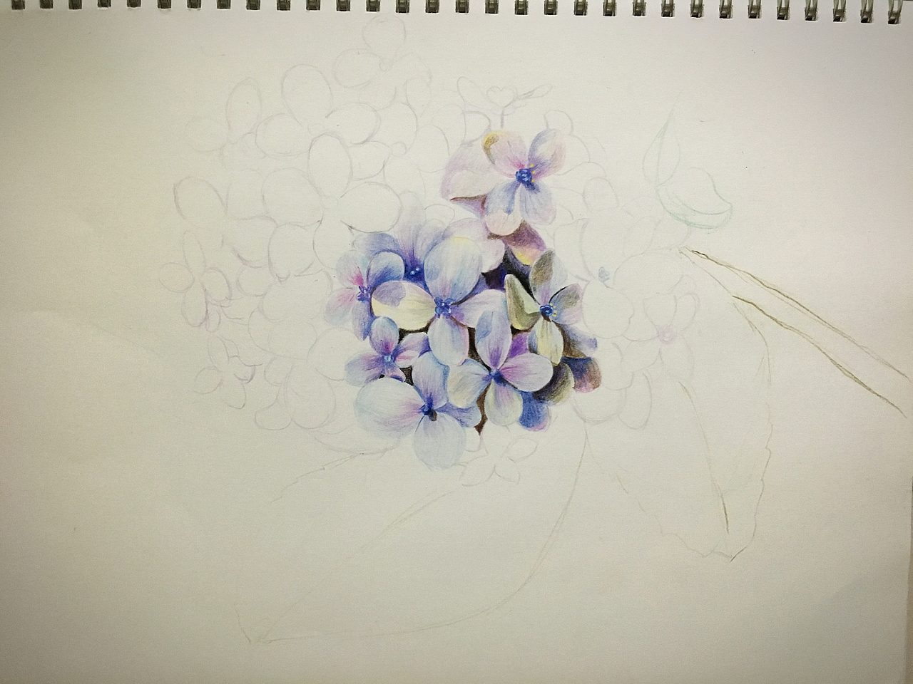 步骤二：花蕊要着重处理、花瓣用笔就要细腻了、毕竟是花瓣手法重了就少了一种柔软感