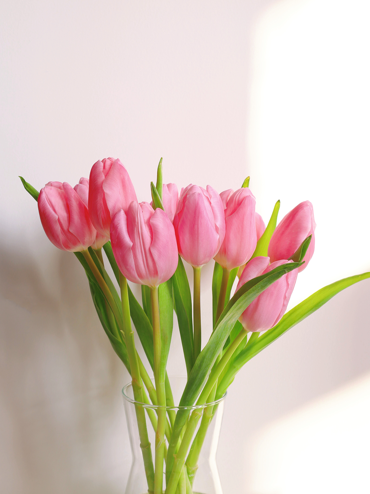 2023居家鲜花拍摄~01郁金香