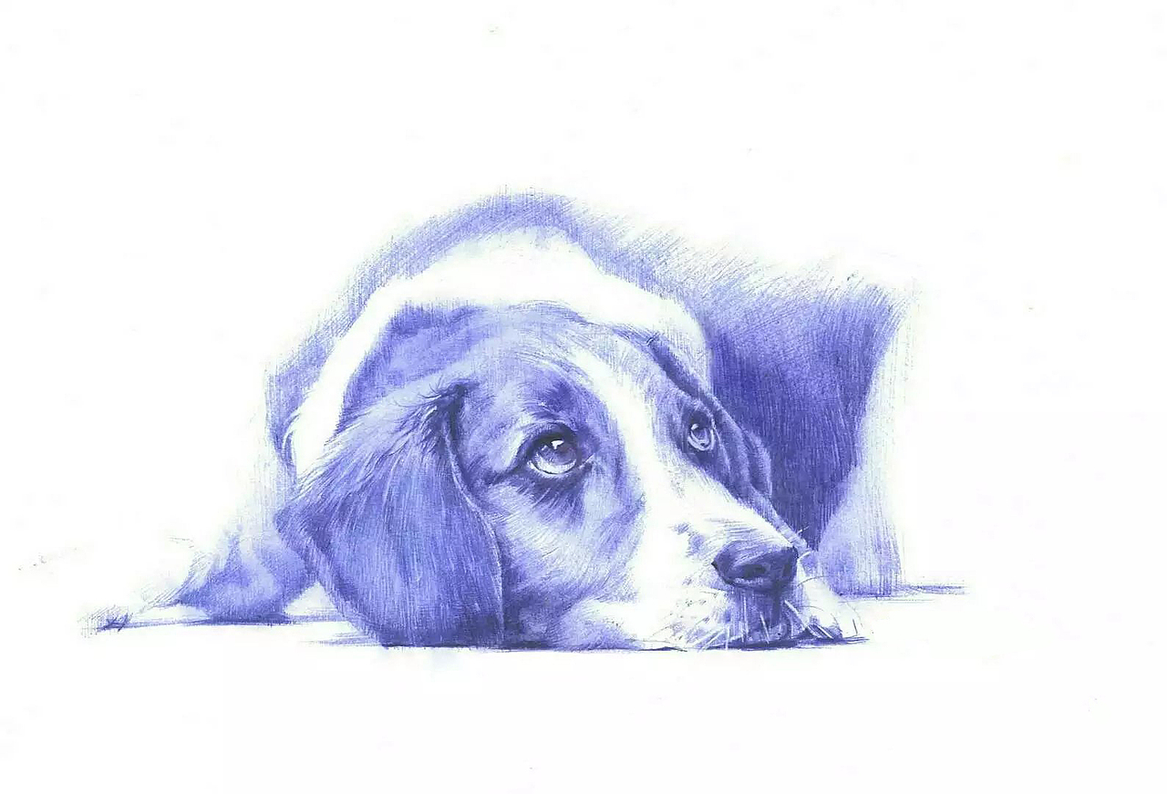 圆珠笔写生手绘小狗