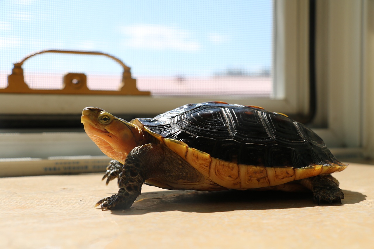 国家二级保护动物黄缘闭壳龟