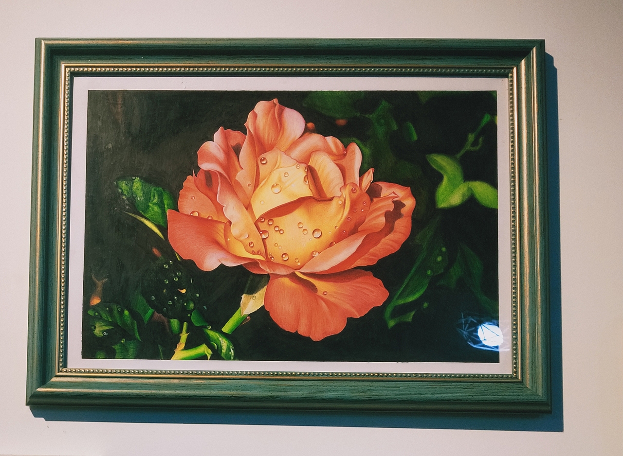 彩铅手绘《 月季》