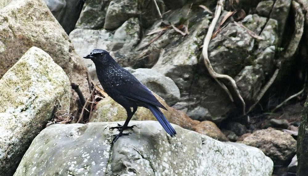 游行黄山（图ZNzM1NjI3NzY=） - 风光摄影 - 站酷设计师mayidefei原创素材 - 站酷ZCOOL