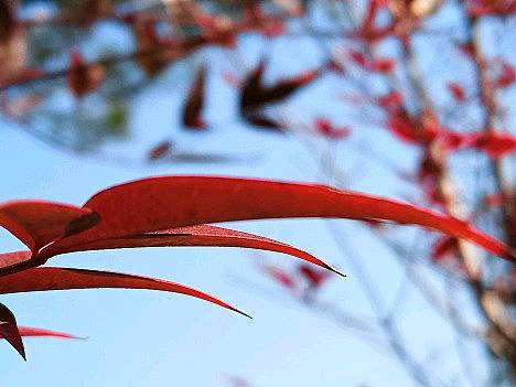 红叶似火（个人主页-ZNjM4MDA0NjA=） - 风光摄影 - 站酷设计师董得静才慧乐原创素材 - 站酷ZCOOL