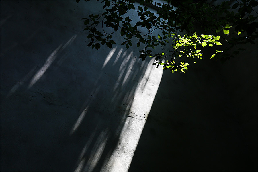 染坊进去的后院,一抬头看到了惊喜,一束阳光照在叶子和墙上,看上去十分安静美好。