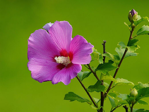 松树千年终是朽，槿花一日自为荣。”