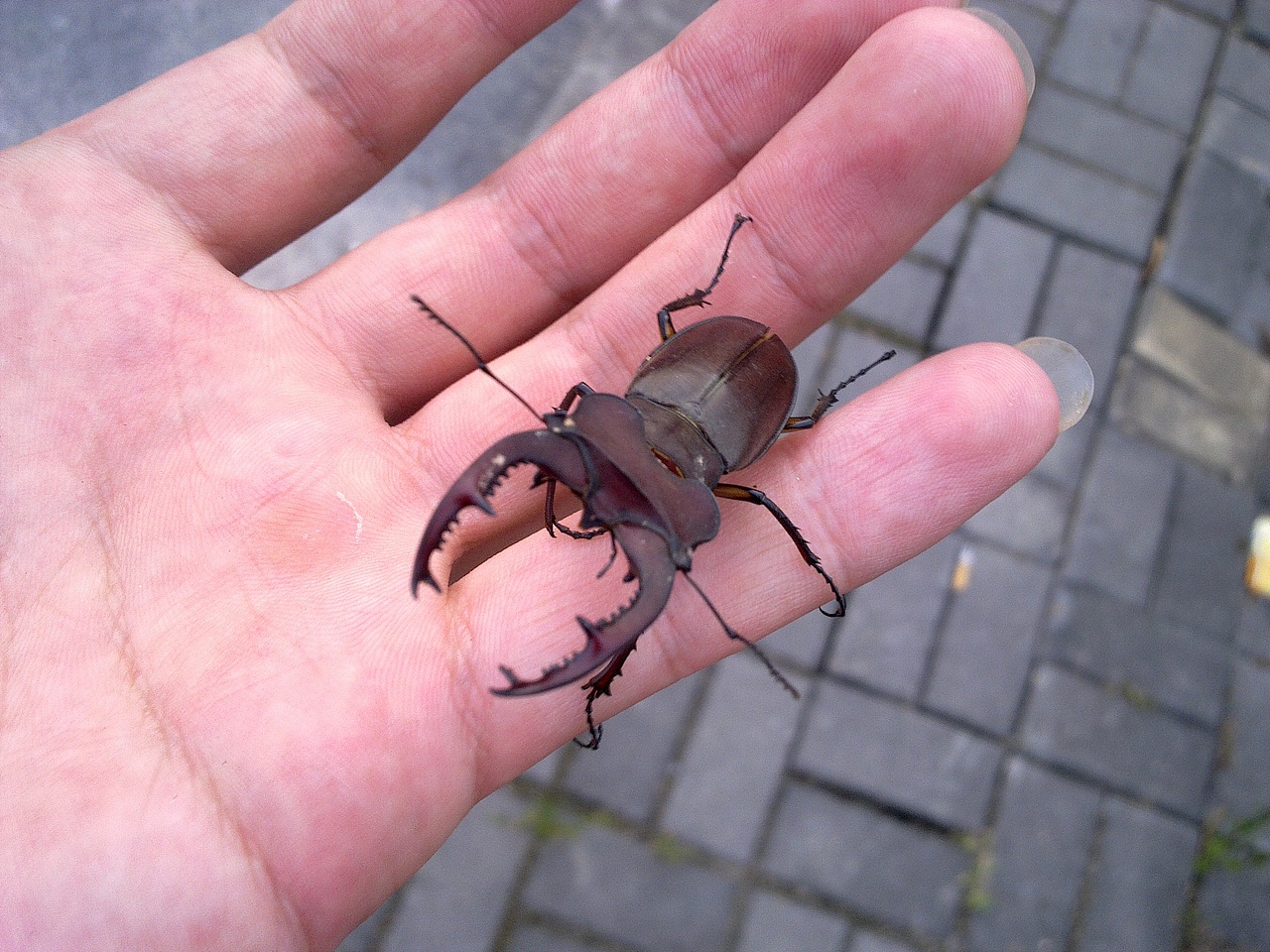 深山锹型虫|摄影|宠物摄影|achong007_原创作品-站酷(zcool)