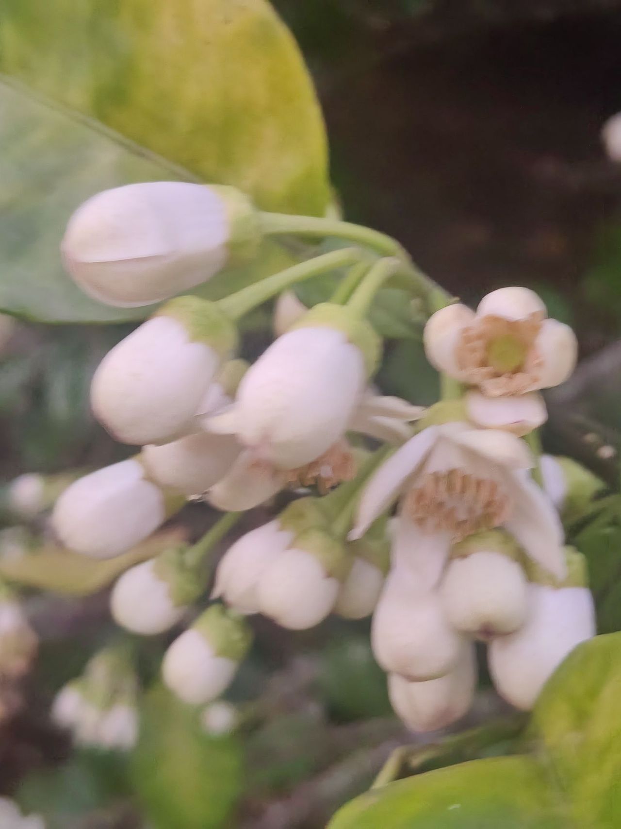 柚子花（图ZMzY3NTcwNTg4） - 风光摄影 - 站酷设计师浓浓蜜蜂原创素材 - 站酷ZCOOL