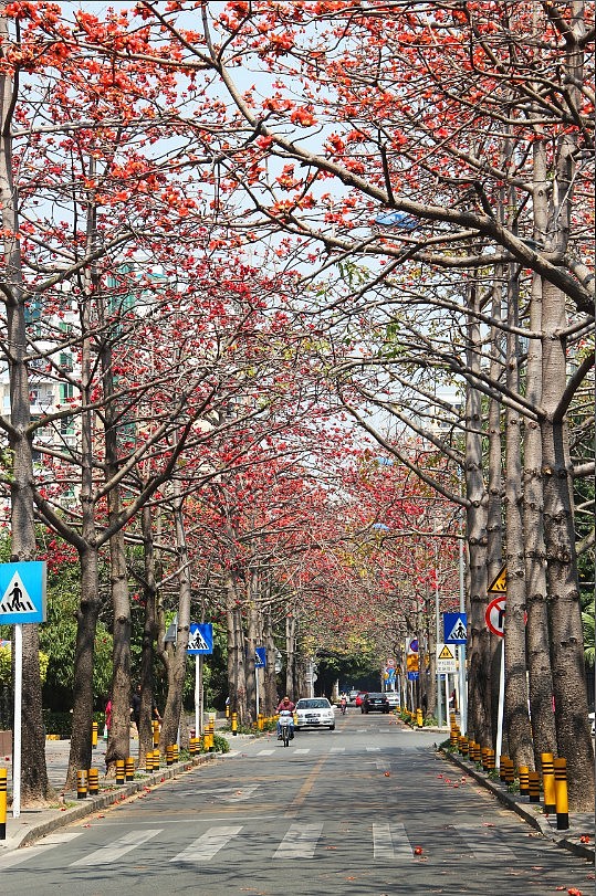 深圳最美木棉花 - 原创作品 - 站酷(zcool)
