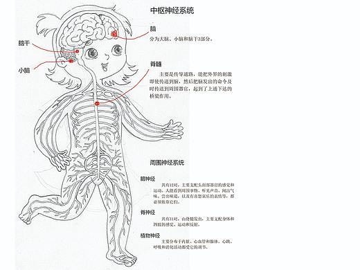 小身体大秘密系列身体科普绘本