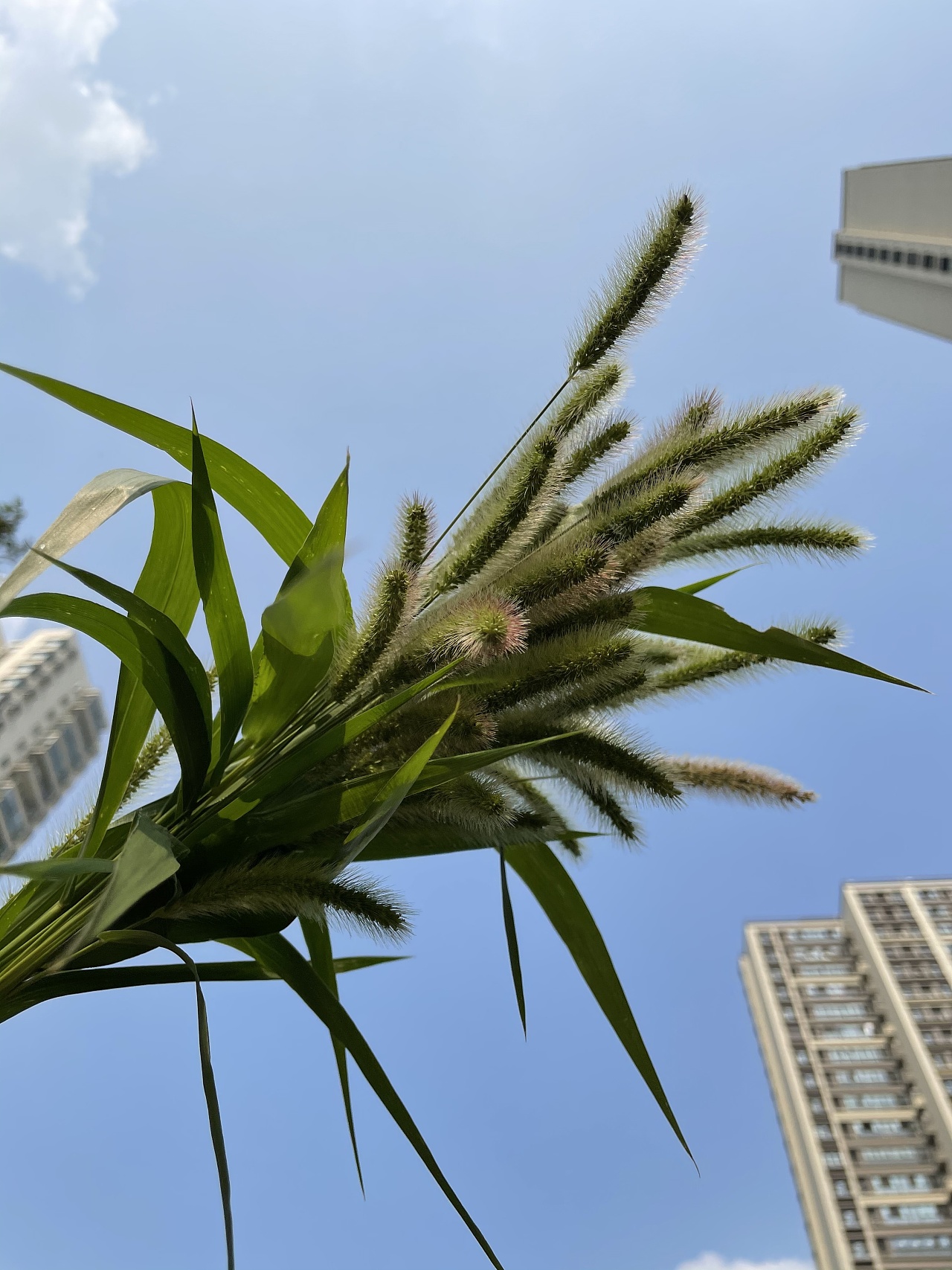 狗尾巴草也有秋天