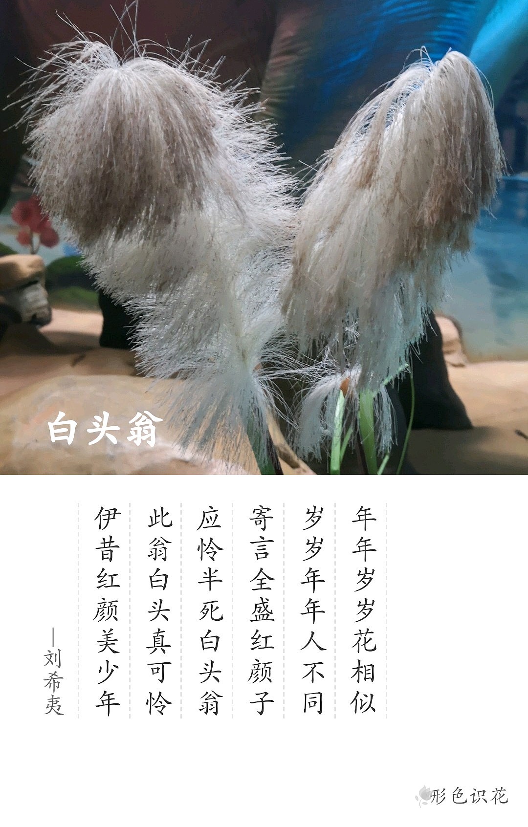 绿植花型一览（图ZMTM2MDM4OTky） - 产品摄影 - 站酷设计师左I可原创素材 - 站酷ZCOOL