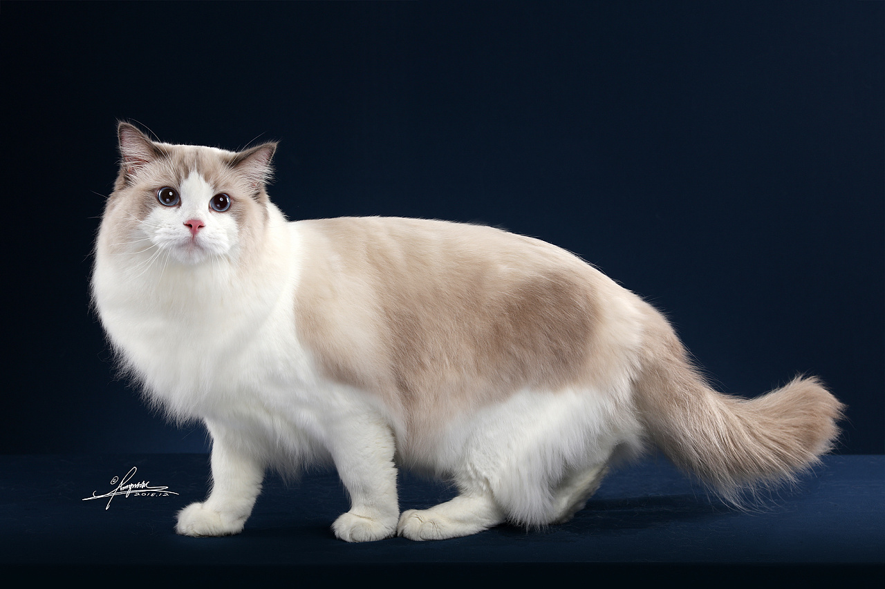 布偶猫