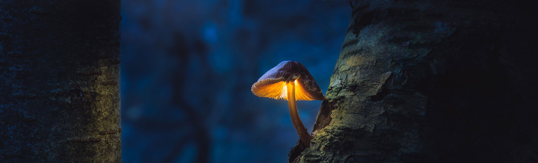 金木子淑的个人主页（封面预览） - 主页封面设置 - 站酷设计师金木子淑原创素材 - 站酷ZCOOL