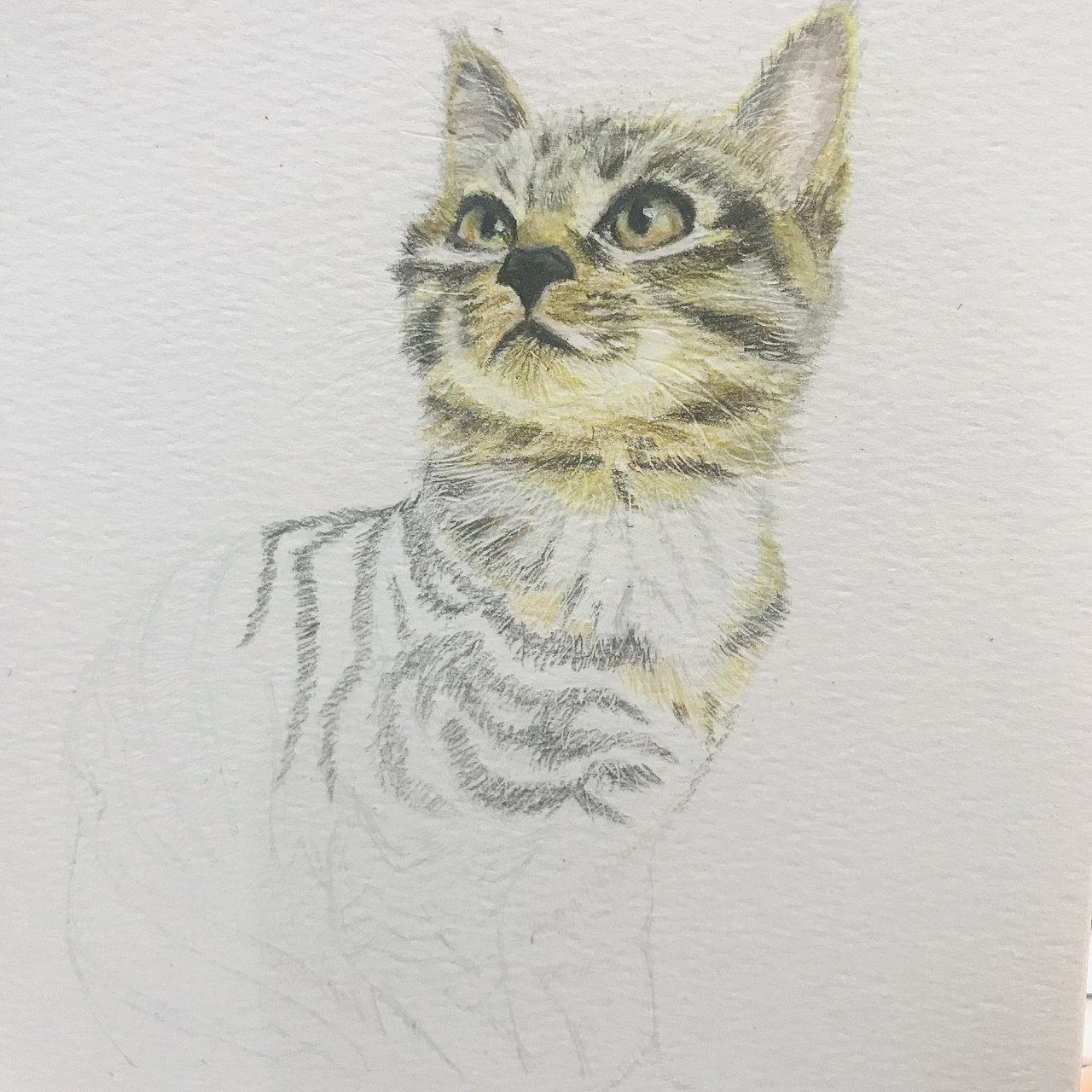 彩铅手绘 | 自带围脖的狸花猫,附过程图