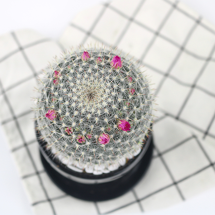 仙人掌-绿植-植物（图ZMTQyNzk1OTE2） - 产品摄影 - 站酷设计师糖少爷原创素材 - 站酷ZCOOL