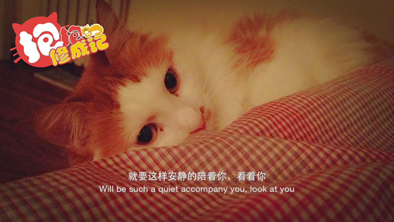 抱抱君-修成记（图ZMjU2MDYyNDA=） - 宠物摄影 - 站酷设计师訾竹影原创素材 - 站酷ZCOOL