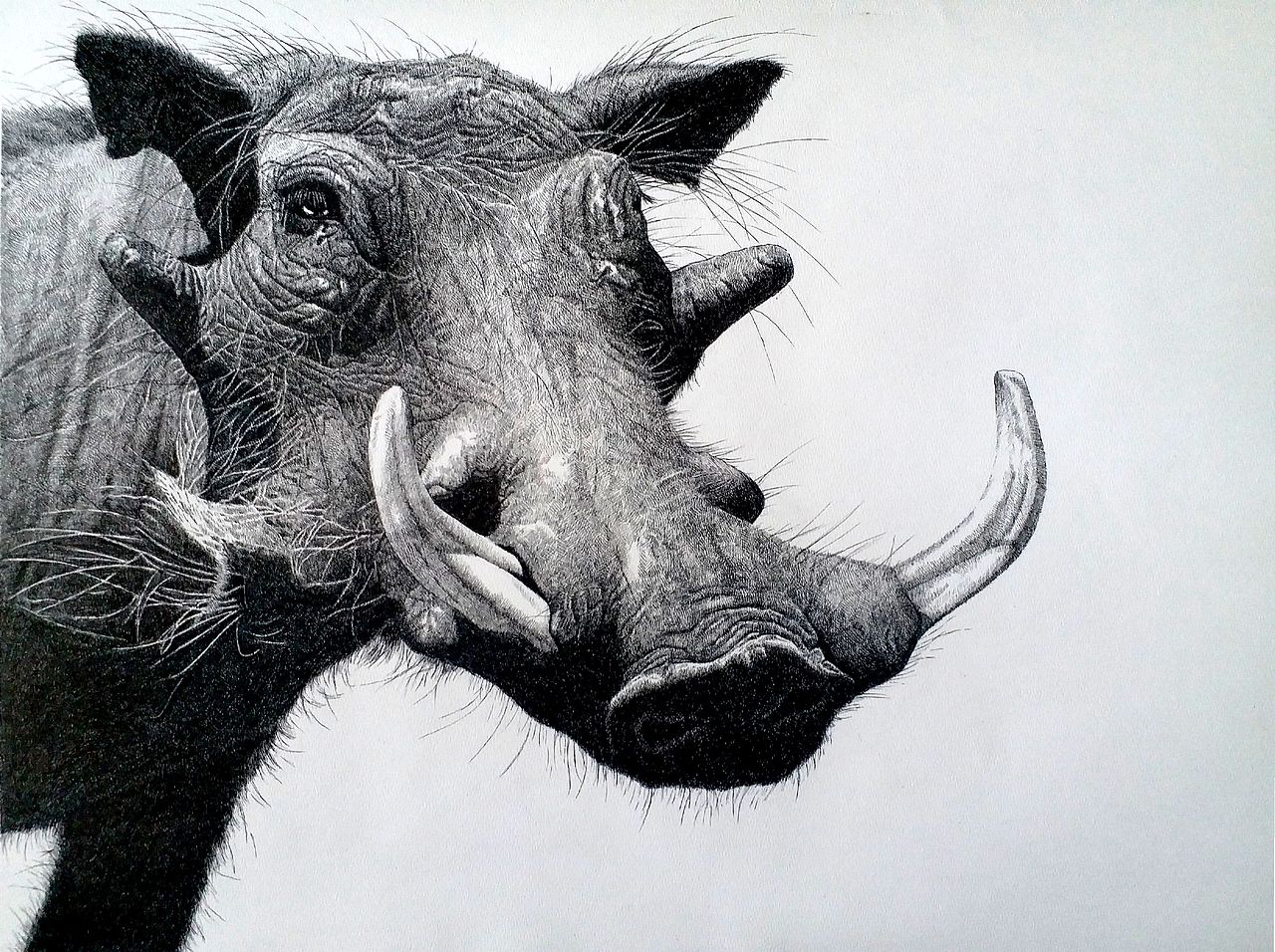 大kai动物钢笔画《疣猪》——另类 佩奇>