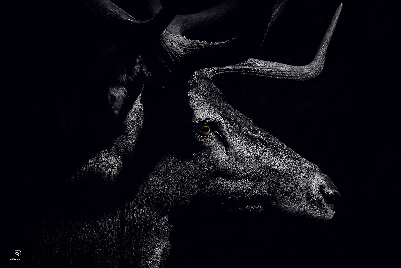 找寻我的黑白世界 - 动物篇