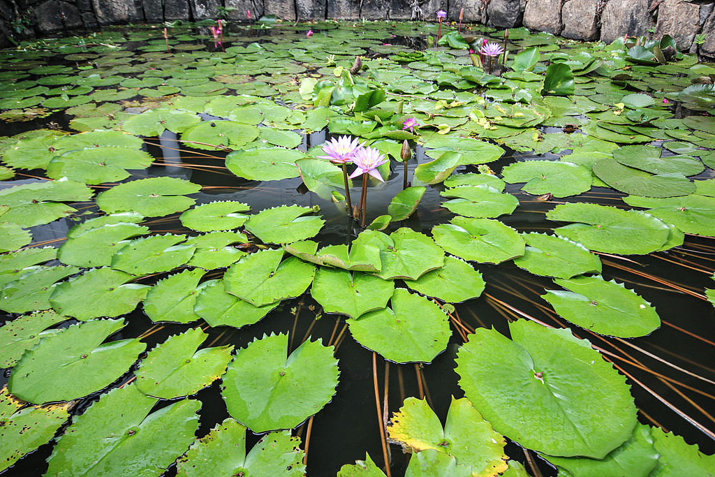 斯里兰卡/丹布勒/莲花