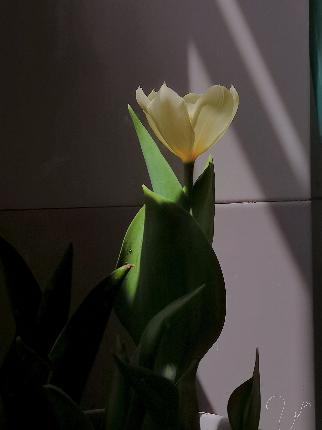 想从你那里偷一份快乐🌷 ​