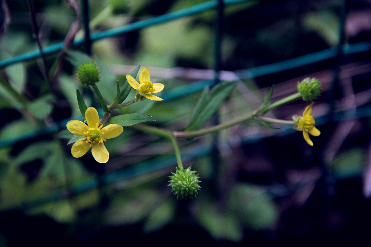 小舟垟草木录（图ZOTg3NDU2OTY=） - 风光摄影 - 站酷设计师那九原创素材 - 站酷ZCOOL