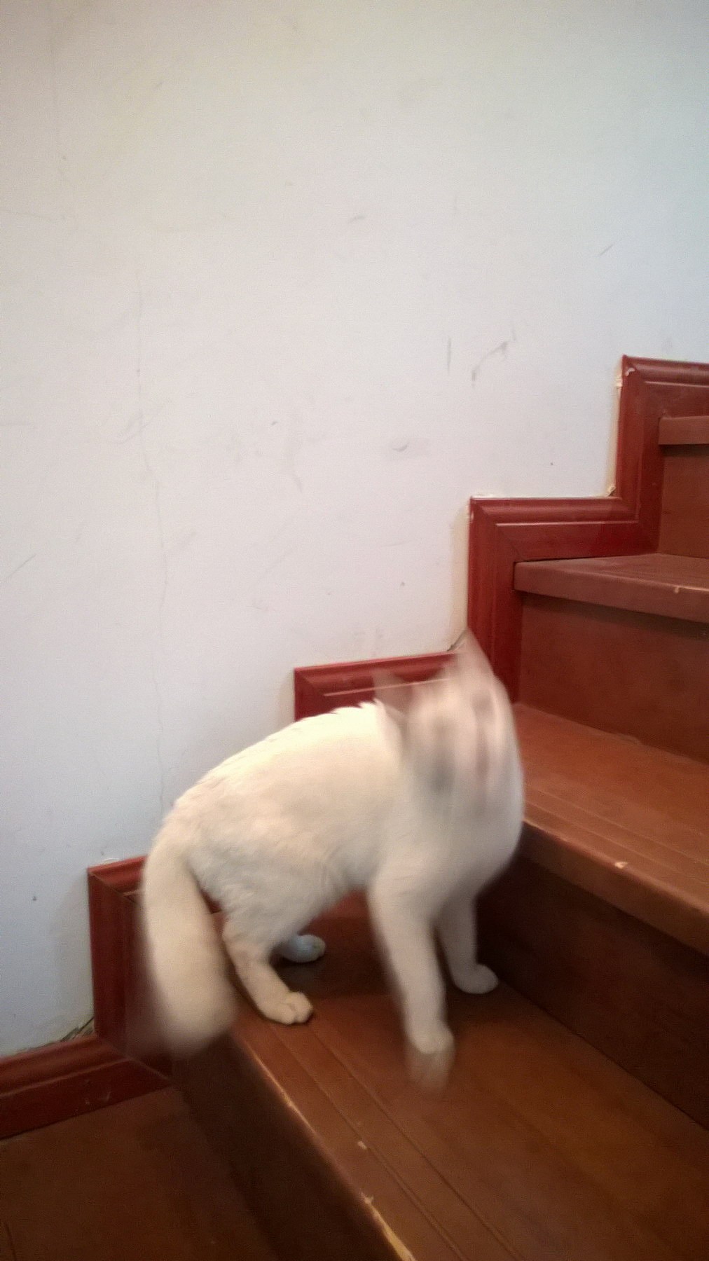 高冷喵~糖糖（图ZMjU1Mzk4ODQ=） - 其他 - 站酷设计师Banana大王原创素材 - 站酷ZCOOL