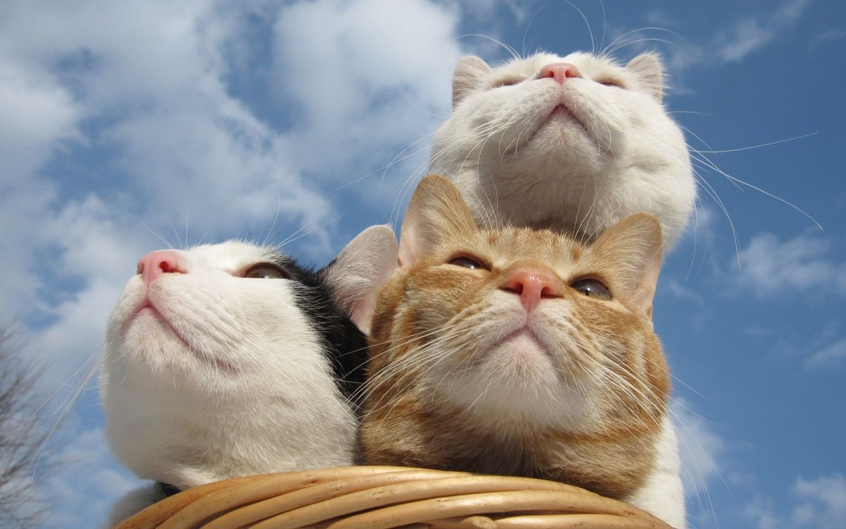 你的猫儿姓梁的个人主页（背景预览） - 主页背景设置 - 站酷设计师你的猫儿姓梁原创素材 - 站酷ZCOOL