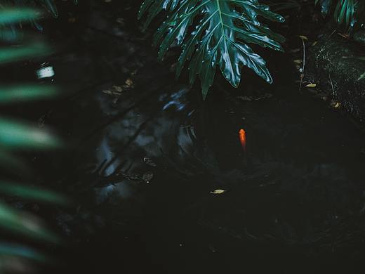 雨幽清话，院静销夏