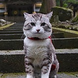 用戶頭像