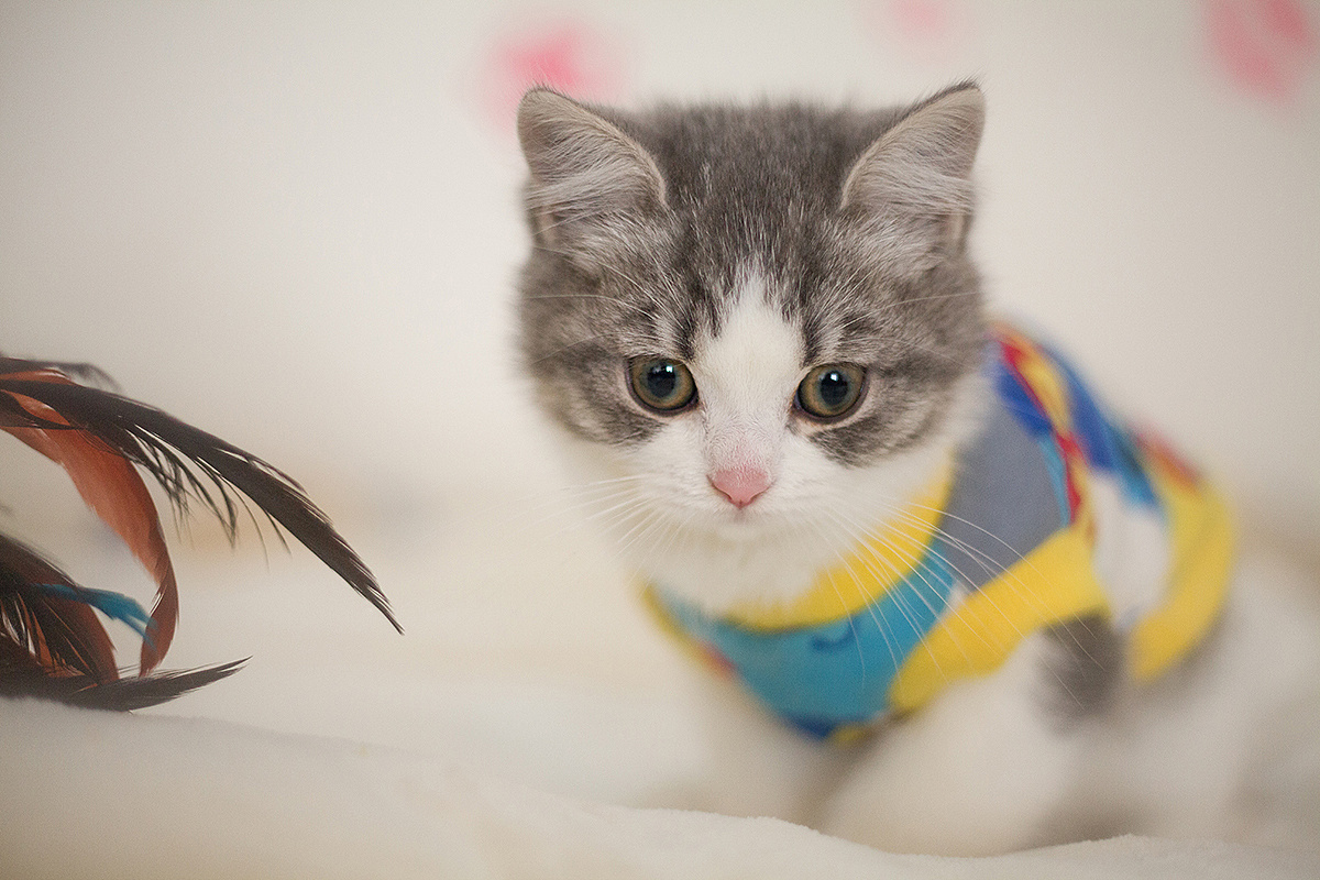 柯基排名_小型宠物犬排名柯基(2)