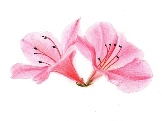 【驴大萌彩铅教程150】手绘杜鹃花 春天的鲜花